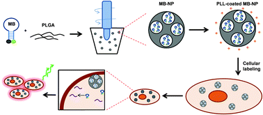Graphical abstract: Molecular beacon-loaded polymeric nanoparticles for non-invasive imaging of mRNA expression