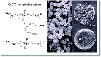 Graphical abstract: Double hydrophilic polyphosphoester containing copolymers as efficient templating agents for calcium carbonate microparticles