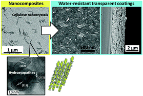 Graphical abstract: Fabrication of nanocellulose–hydroxyapatite composites and their application as water-resistant transparent coatings