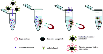 Graphical abstract: Synthesis and design of biologically inspired biocompatible iron oxide nanoparticles for biomedical applications