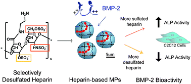 Graphical abstract: Hydrolysis and sulfation pattern effects on release of bioactive bone morphogenetic protein-2 from heparin-based microparticles