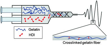Graphical abstract: In situ crosslinking of electrospun gelatin for improved fiber morphology retention and tunable degradation