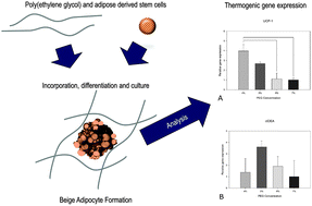 Graphical abstract: Hydrogel-based engineering of beige adipose tissue
