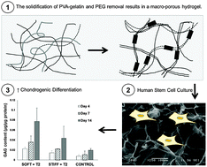 Graphical abstract: Physically crosslinked polyvinyl alcohol and gelatin interpenetrating polymer network theta-gels for cartilage regeneration
