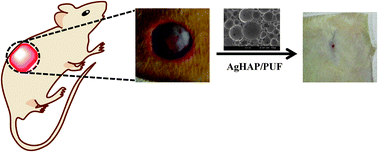 Graphical abstract: Evaluation of AgHAP-containing polyurethane foam dressing for wound healing: synthesis, characterization, in vitro and in vivo studies