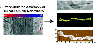 Graphical abstract: Spontaneous helical structure formation in laminin nanofibers