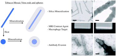 Graphical abstract: Silica-coated Gd(DOTA)-loaded protein nanoparticles enable magnetic resonance imaging of macrophages