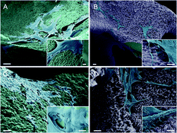 Graphical abstract: Porous and strong three-dimensional carbon nanotube coated ceramic scaffolds for tissue engineering