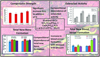 Graphical abstract: Effects of silicon on osteoclast cell mediated degradation, in vivo osteogenesis and vasculogenesis of brushite cement