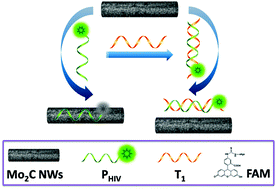 Graphical abstract: Nanoporous molybdenum carbide nanowires: a novel sensing platform for DNA detection