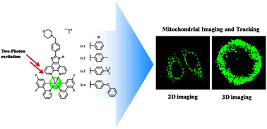 Graphical abstract: Mitochondria-specific imaging and tracking in living cells with two-photon phosphorescent iridium(iii) complexes