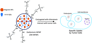 Graphical abstract: Zwitterionic amphiphile coated magnetofluorescent nanoparticles – synthesis, characterization and tumor cell targeting