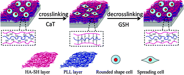 Graphical abstract: Dynamic stiffness of polyelectrolyte multilayer films based on disulfide bonds for in situ control of cell adhesion