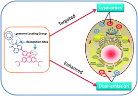 Graphical abstract: A dual-emission fluorescence-enhanced probe for imaging copper(ii) ions in lysosomes