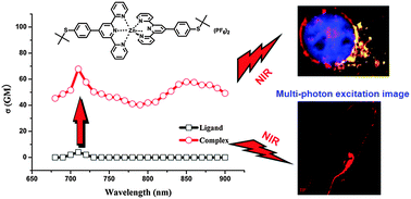 Graphical abstract: A series of Zn(ii) terpyridine complexes with enhanced two-photon-excited fluorescence for in vitro and in vivo bioimaging