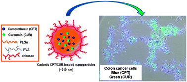 Graphical abstract: Co-delivery of camptothecin and curcumin by cationic polymeric nanoparticles for synergistic colon cancer combination chemotherapy