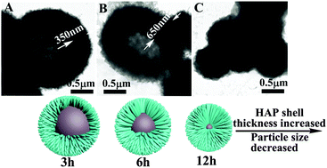 Graphical abstract: Hollow hydroxyapatite/polyelectrolyte hybrid microparticles with controllable size, wall thickness and drug delivery properties
