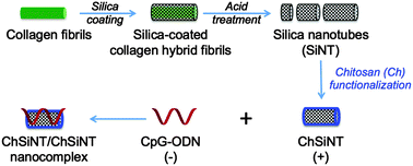 Graphical abstract: A facilely controlled length, cytotoxicity, length-dependent and cell type-dependent cellular uptake of silica nanotubes and their applications in the delivery of immunostimulatory CpG oligodeoxynucleotides