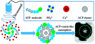 Graphical abstract: Vesicle-like nanospheres of amorphous calcium phosphate: sonochemical synthesis using the adenosine 5′-triphosphate disodium salt and their application in pH-responsive drug delivery