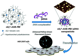 Graphical abstract: Flexible cyclic siloxane core enhances the transfection efficiency of polyethylenimine-based non-viral gene vectors