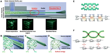 Graphical abstract: Fabrication of biomimetic bundled gel fibres using dynamic microfluidic gelation of phase-separated polymer solutions