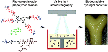 Graphical abstract: Three-dimensional fabrication of cell-laden biodegradable poly(ethylene glycol-co-depsipeptide) hydrogels by visible light stereolithography