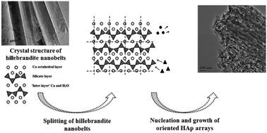 Graphical abstract: Facile synthesis of dental enamel-like hydroxyapatite nanorod arrays via hydrothermal transformation of hillebrandite nanobelts
