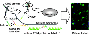 Graphical abstract: Construction of a tissue-specific transcription factor-tethered extracellular matrix protein via coiled-coil helix formation