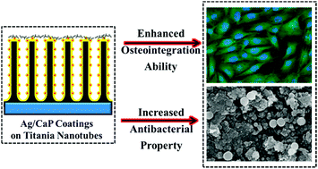 Graphical abstract: Polydopamine-induced nanocomposite Ag/CaP coatings on the surface of titania nanotubes for antibacterial and osteointegration functions
