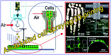 Graphical abstract: Cell-encapsulating alginate microsized beads using an air-assisted atomization process to obtain a cell-laden hybrid scaffold