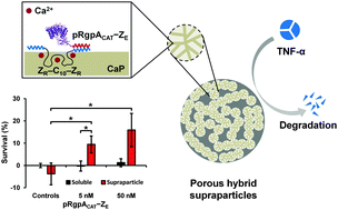 Graphical abstract: Self-assembled hybrid supraparticles that proteolytically degrade tumor necrosis factor-α