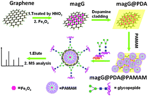 Graphical abstract: An ultra hydrophilic dendrimer-modified magnetic graphene with a polydopamine coating for the selective enrichment of glycopeptides
