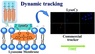 Graphical abstract: An amphiphilic squarylium indocyanine dye for long-term tracking of lysosomes
