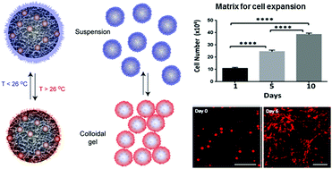 Graphical abstract: Thermoresponsive magnetic colloidal gels via surface-initiated polymerisation from functional microparticles