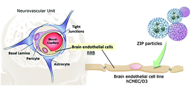 Graphical abstract: Zinc-imidazolate polymers (ZIPs) as a potential carrier to brain capillary endothelial cells