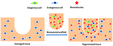 Graphical abstract: Biomaterials for in situ tissue regeneration: development and perspectives