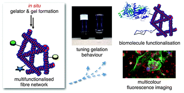 Graphical abstract: A toolbox for controlling the properties and functionalisation of hydrazone-based supramolecular hydrogels