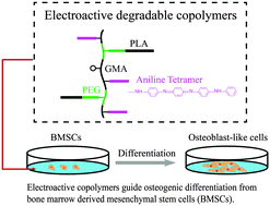Graphical abstract: Electroactive degradable copolymers enhancing osteogenic differentiation from bone marrow derived mesenchymal stem cells