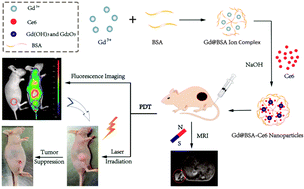 Graphical abstract: Nano-assembly of bovine serum albumin driven by rare-earth-ion (Gd) biomineralization for highly efficient photodynamic therapy and tumor imaging