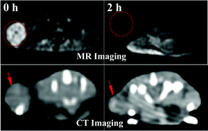 Graphical abstract: Facile synthesis of hyaluronic acid-modified Fe3O4/Au composite nanoparticles for targeted dual mode MR/CT imaging of tumors