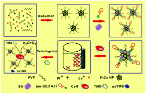 Graphical abstract: PtCo bimetallic nanoparticles with high oxidase-like catalytic activity and their applications for magnetic-enhanced colorimetric biosensing