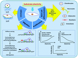 Graphical abstract: Cellular modulation by the elasticity of biomaterials