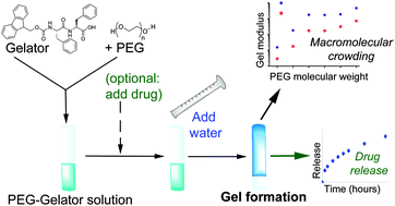 Graphical abstract: Macromolecular crowding and hydrophobic effects on Fmoc-diphenylalanine hydrogel formation in PEG : water mixtures