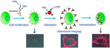 Graphical abstract: Enhanced cell membrane enrichment and subsequent cellular internalization of quantum dots via cell surface engineering: illuminating plasma membranes with quantum dots