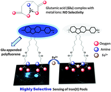 Graphical abstract: Orientation effect induced selective chelation of Fe2+ to a glutamic acid appended conjugated polymer for sensing and live cell imaging