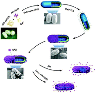 Graphical abstract: Silk sericin microcapsules with hydroxyapatite shells: protection and modification of organic microcapsules by biomimetic mineralization