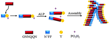 Graphical abstract: The enzyme-instructed assembly of the core of yeast prion Sup35 to form supramolecular hydrogels