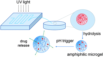 Graphical abstract: Microfluidically fabricated pH-responsive anionic amphiphilic microgels for drug release