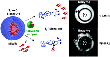 Graphical abstract: Fluorinated smart micelles as enzyme-responsive probes for 19F-magnetic resonance