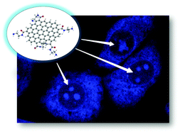 Graphical abstract: Steering graphene quantum dots in living cells: lighting up the nucleolus